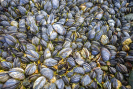 Mussels